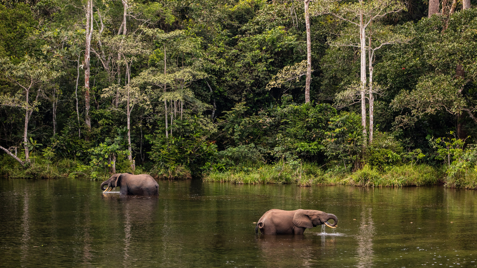 At Wali Bai, a hotspot for elephants and forest buffalo, near the Nouabale ©FSC Africa/ Jonathan PerugiaNdoki National Park, northern Republic of Congo, 2024.