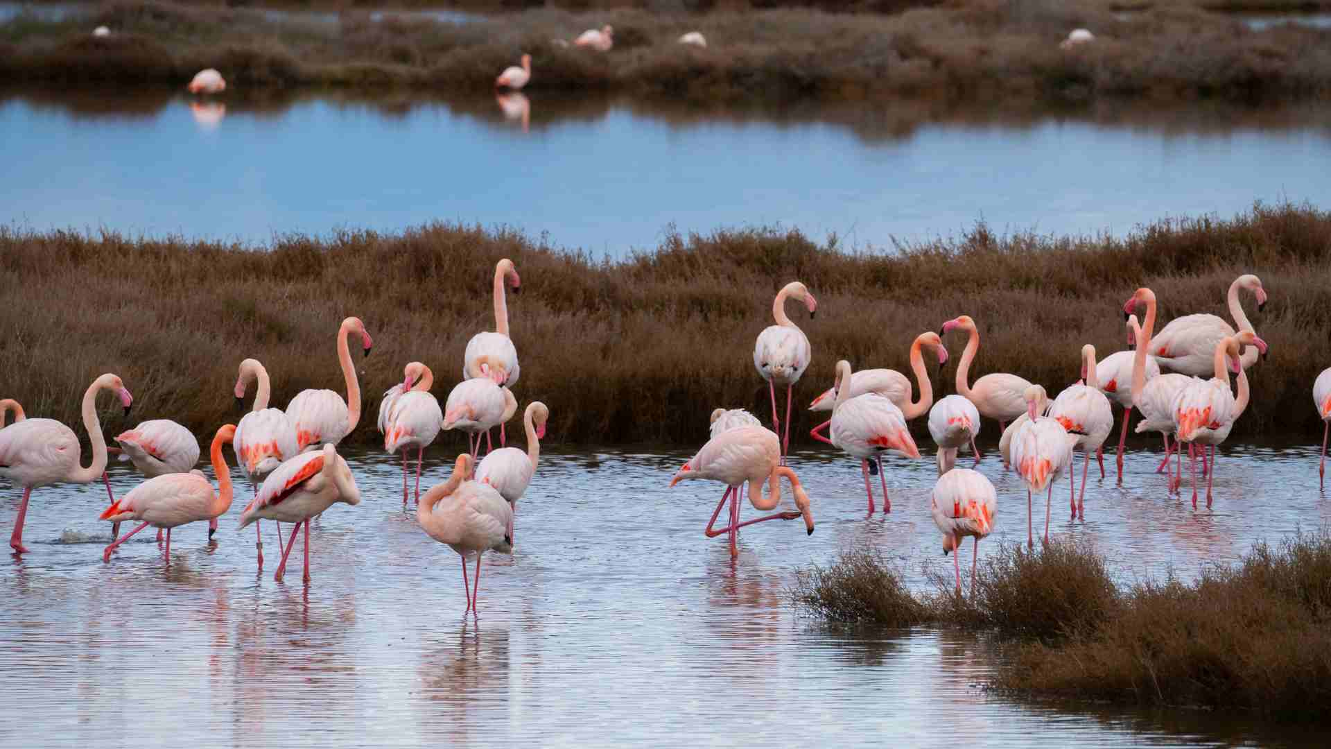 Flamingoes