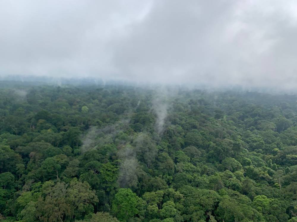 Forest Cover Gabon