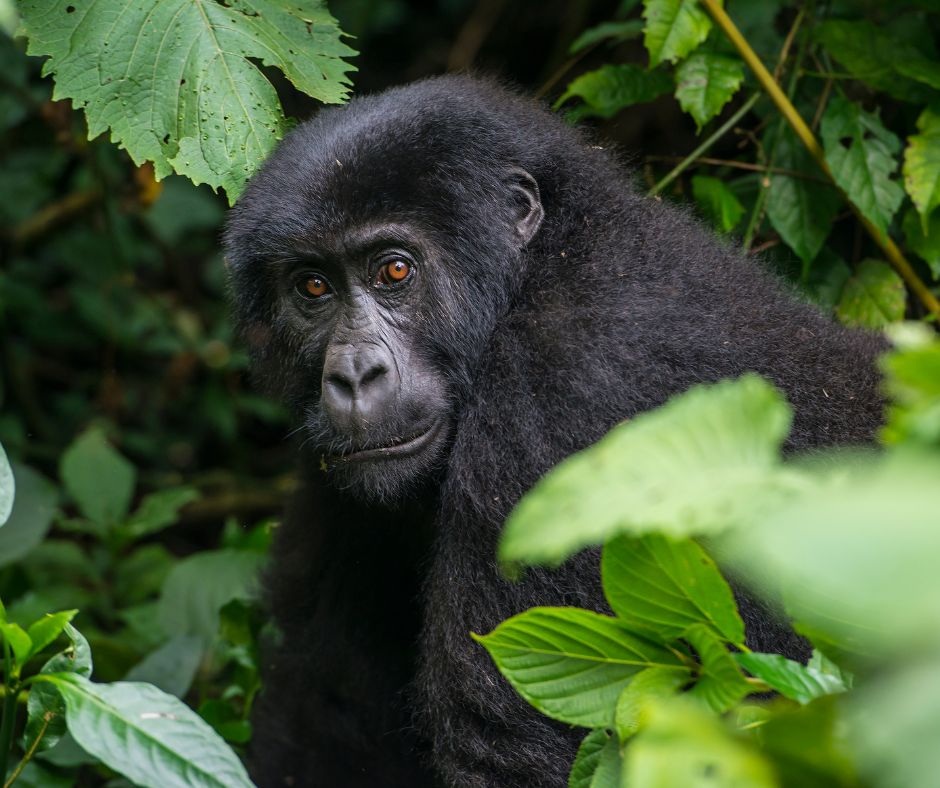 Gorilla