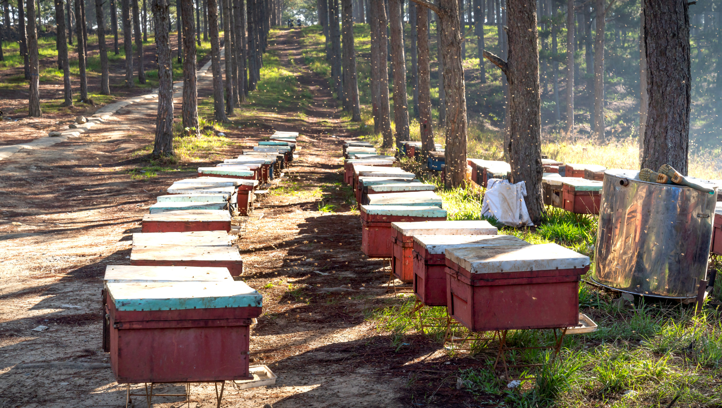 Honey hives
