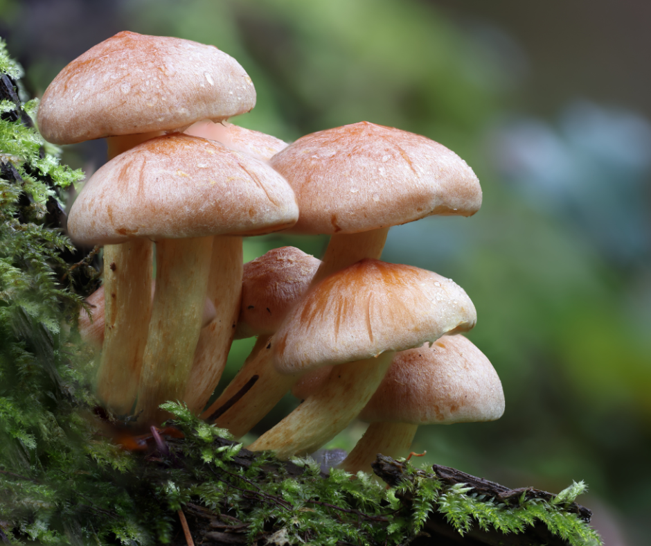 Oyster mushrooms