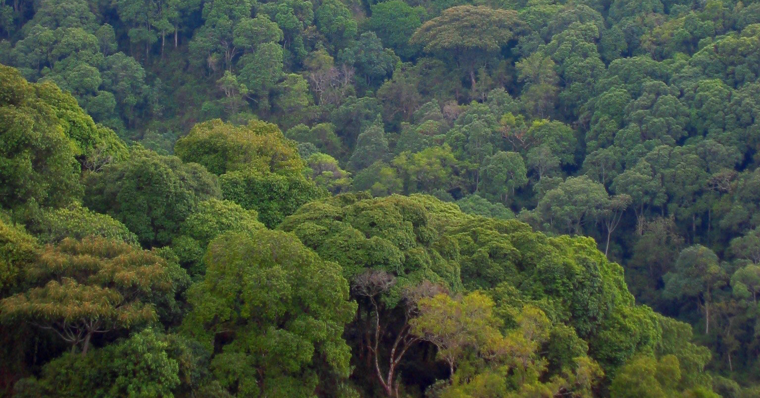 Congo Basin Forest