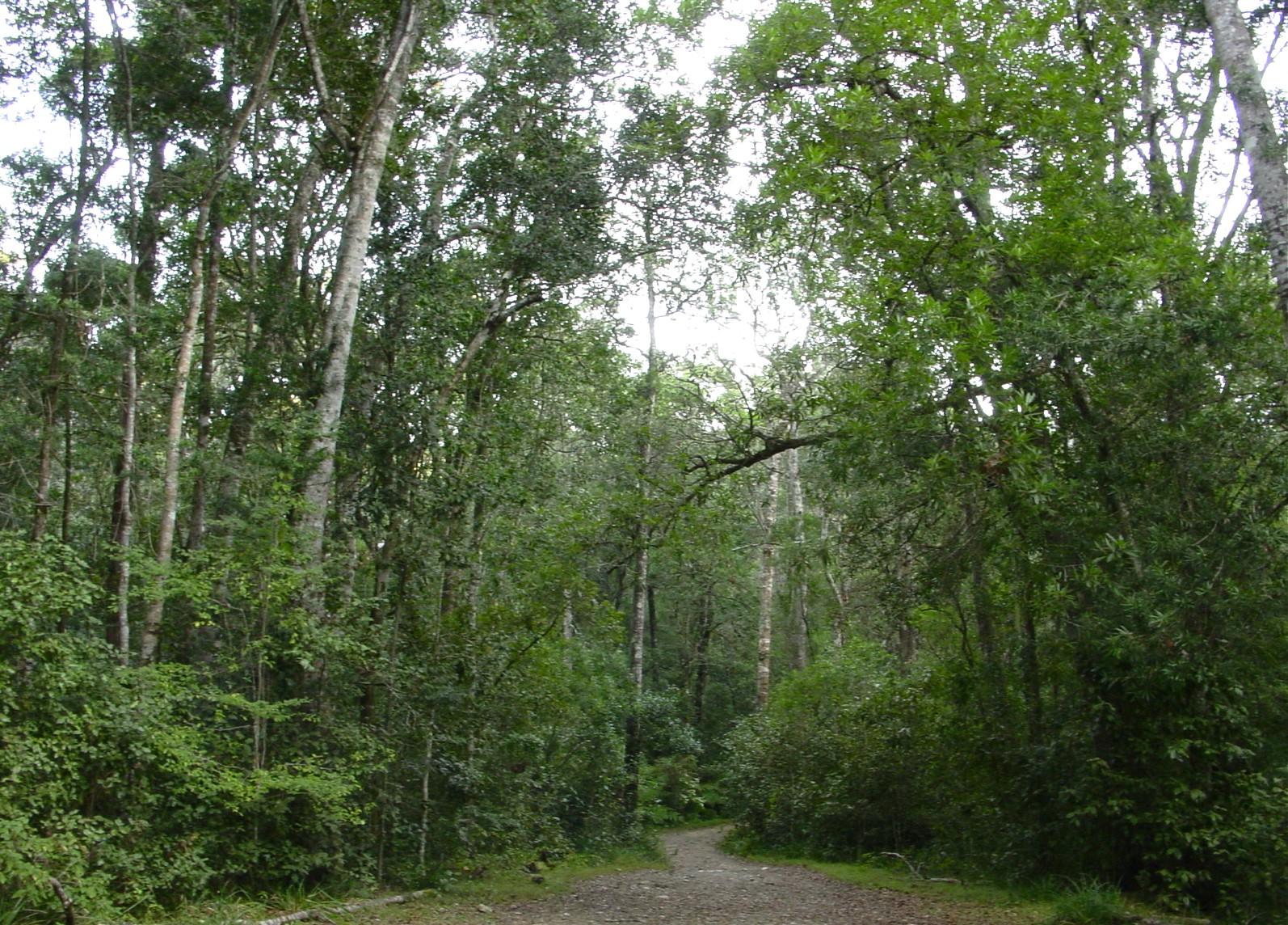 Image of Natural Forest with path