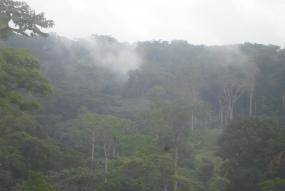 mist over the tropical rain forest