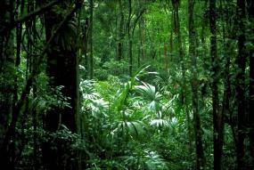 Tropicial Forest African region