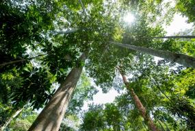 FSC Forest