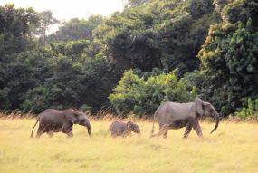 Forest Elephants