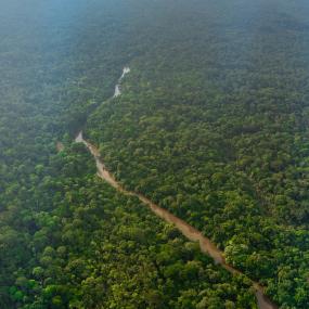 Forest Africa from above