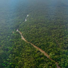 Forest Africa from above