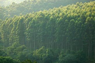Merensky Forest
