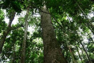 Congo Basin Forest