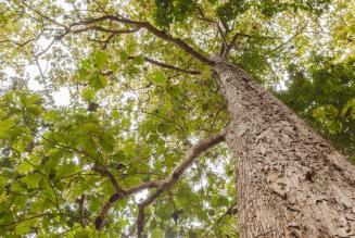 Teak Tree