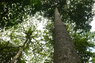 Forests 
