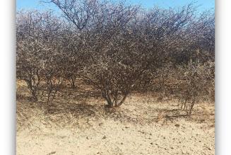 Namibia