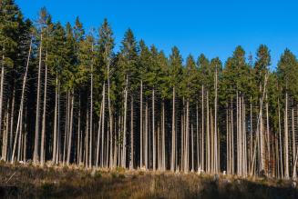 SA Forests