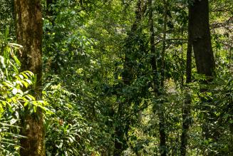 2023_FSC IC_Kenya_community member in forest 4_(c)FSC_Jonathan Perugia.jpg