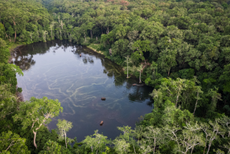  At Wali Bai, a hotspot for elephants and forest buffalo, near the Nouabale Ndoki National Park, northern Republic of Congo, 2024.  ©FSC Africa/ Jonathan Perugia