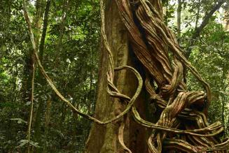 Congo Basin tree