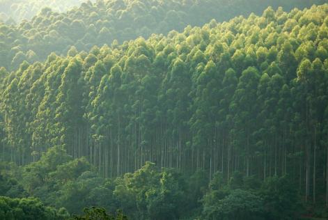 Merensky Forest