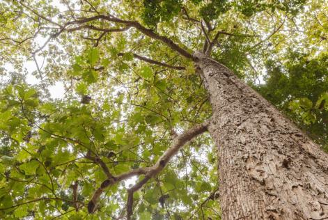 Teak Tree