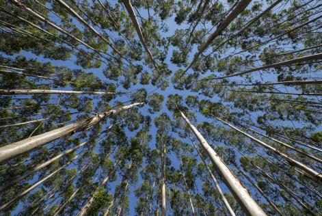 Mondi Forest