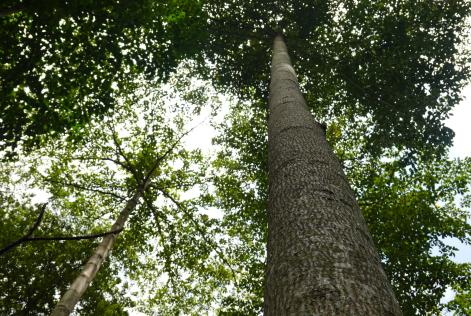 Forests 