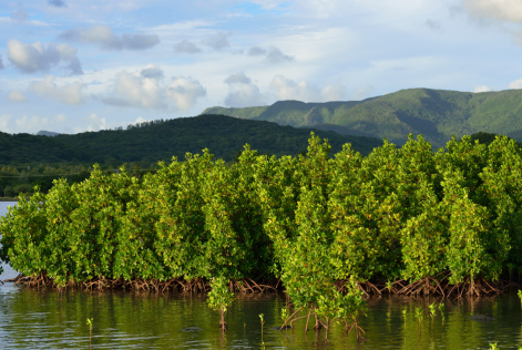 Mangroves