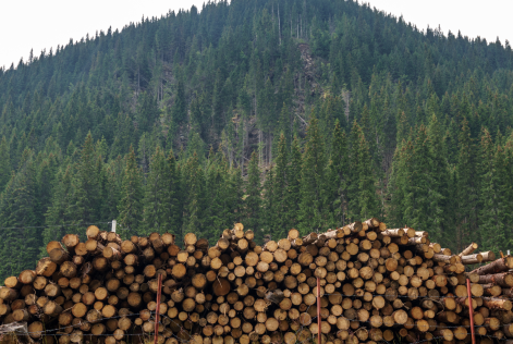 Timber stack