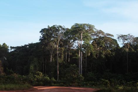 FSC Forest Gabon, photo by Nyani Quarmyne