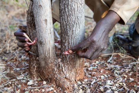 2025_FSC Comms_tree measurement_(c) FSC_Samora Chapman.jpg