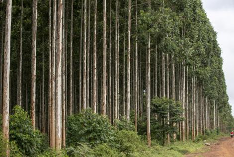 Pine trunk with textured bark in a shaded forest environment