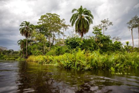 FSC Africa/Jonathan Perugia