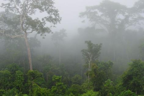 Image Credit: ROUGIER 