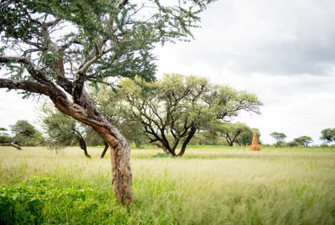 FSC Namibia