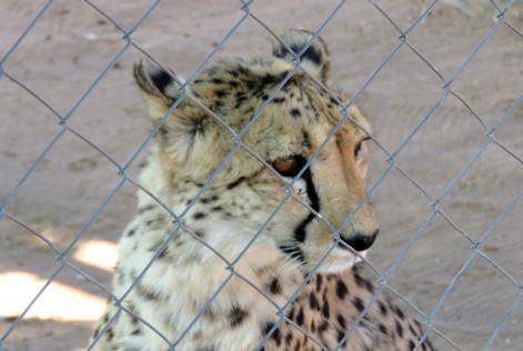 Saving the cheetah an FSC Story from Namibia