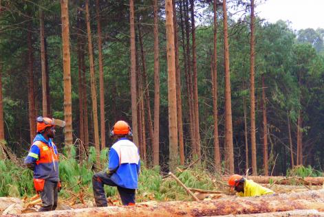 Taking Stock an FSC Story from South Africa