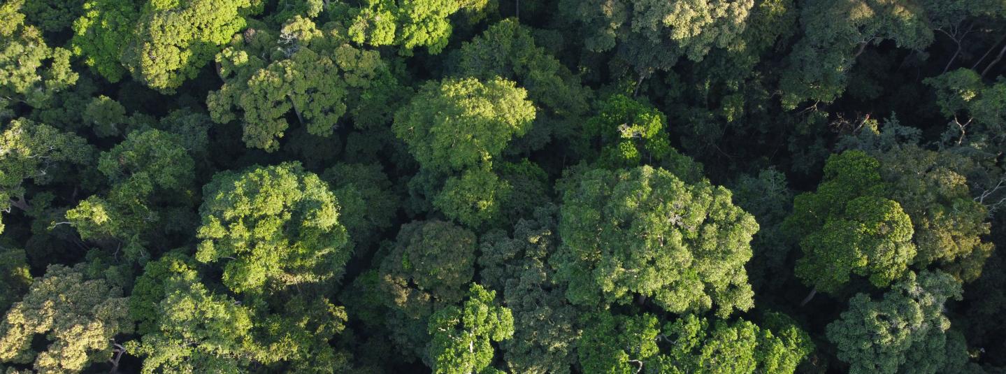 Canopy Photo by Jonathan Perugia/FSC