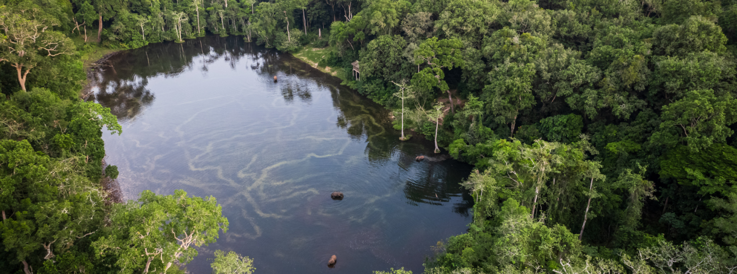  At Wali Bai, a hotspot for elephants and forest buffalo, near the Nouabale Ndoki National Park, northern Republic of Congo, 2024.  ©FSC Africa/ Jonathan Perugia