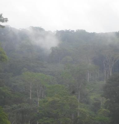 mist over the tropical rain forest