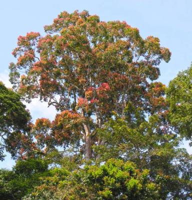 Tree African FSC Forest