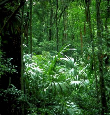 Tropicial Forest African region