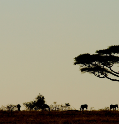 Tanzania  Skyline