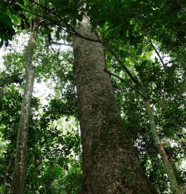 Congo Basin Forest