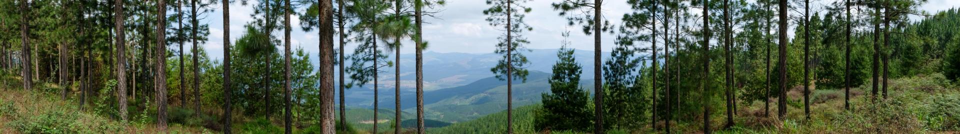 Forestry SA Image