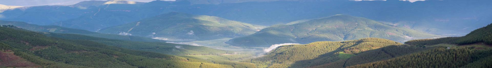 Forest landscape  - Courtesy Forestry South Africa