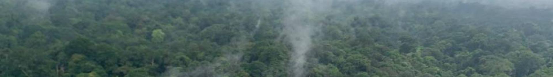 Gabon Forest FSC Africa
