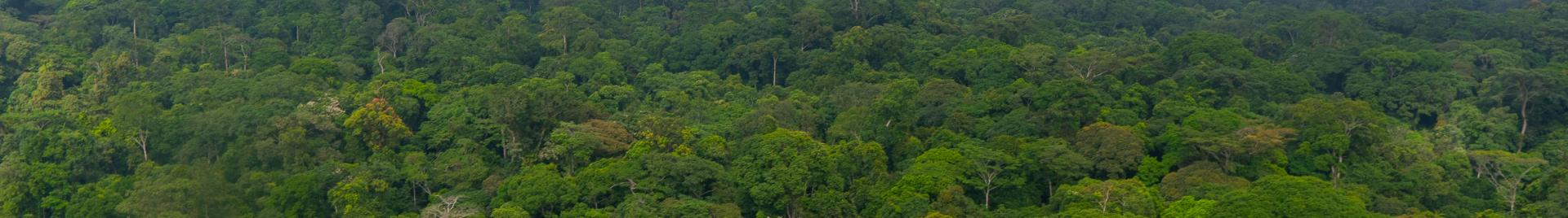 Forest Cover Gabon
