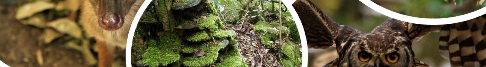 Biodiversity 