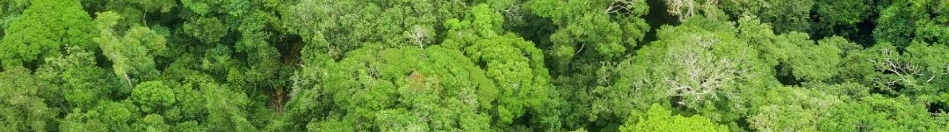 Congo Basin